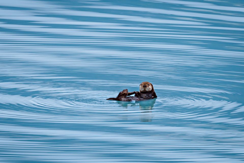 From Seward: Half-Day Resurrection Bay Wildlife Cruise Tour - Cancellation Policy