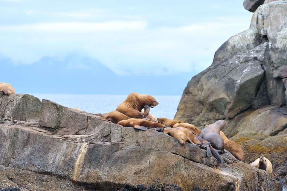 From Seward: Half-Day Resurrection Bay Wildlife Cruise Tour - Shuttle Service