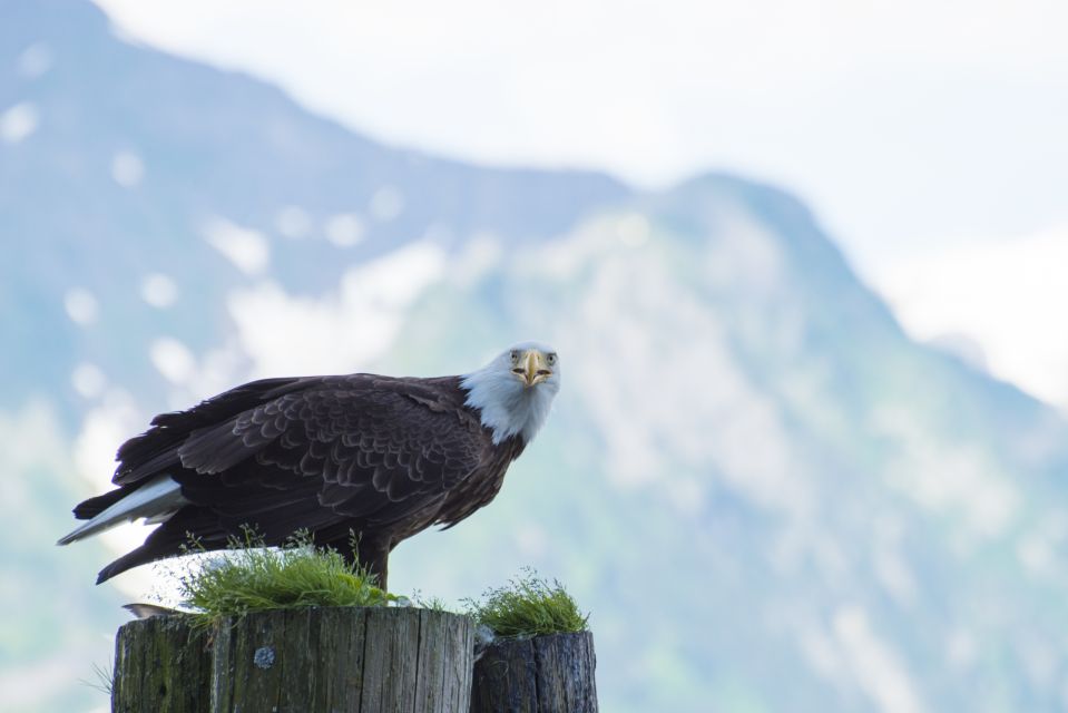 From Seward: Half-Day Resurrection Bay Wildlife Cruise Tour - About Kenai Fjords National Park