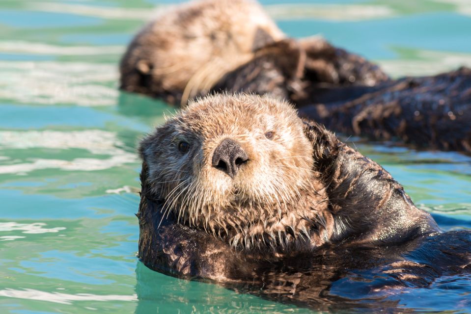 From Seward: Kenai Fjords National Park Cruise With Lunch - Customer Reviews and Ratings