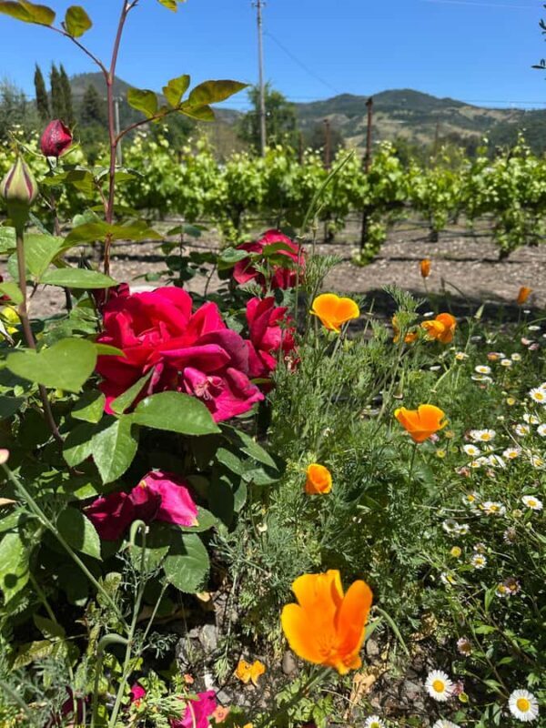 From SF : - 8hr -Napa & Sonoma Private Wine Tour -XL SUV-. - Who Should Consider This Tour?