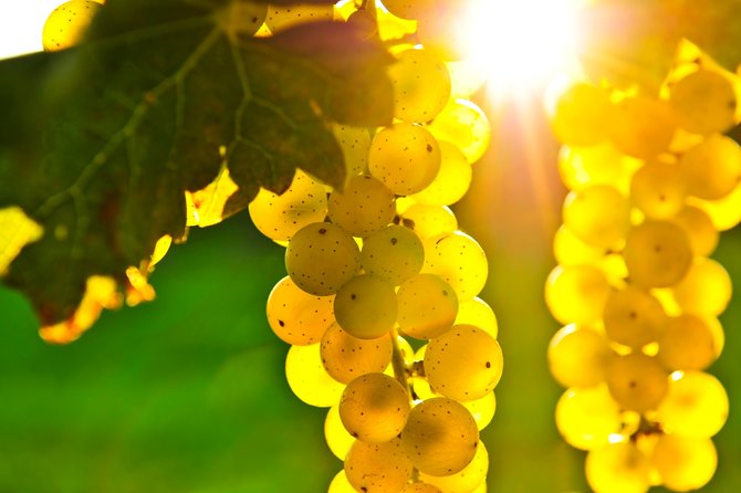 From SF: Napa and Sonoma Valley Wine Experience With 3 Wineries - Pricing and Cancellation Policy