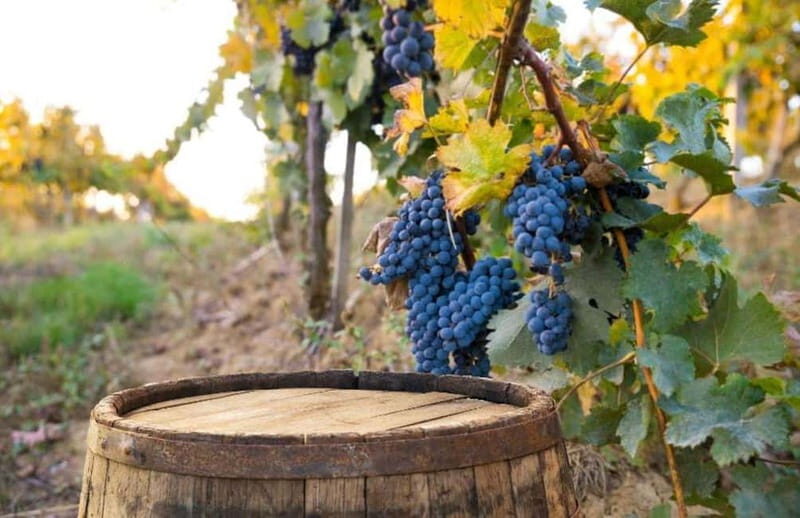 From Siena: Chianti and Castle Tour - The Sum Up