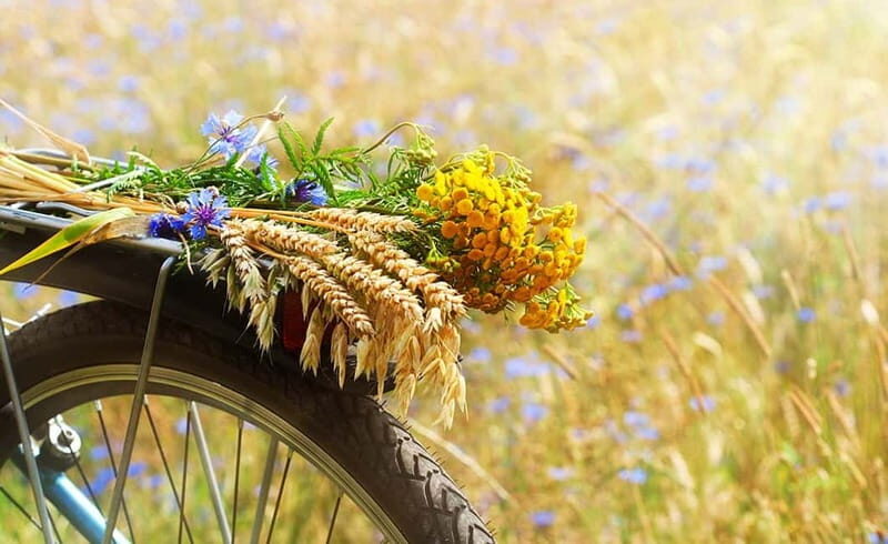 From Siena: Chianti Electric Bike Tour - The Guide and Group Experience