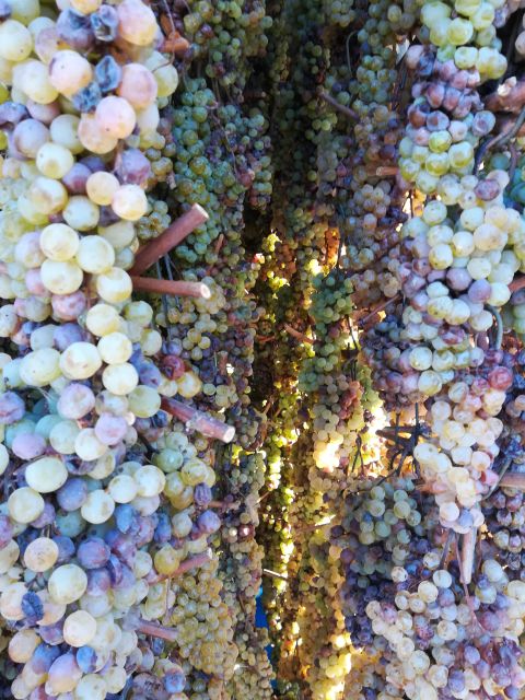 From Siena: Chianti Wine Tour With Lunch - Small-Group Tour Exclusivity