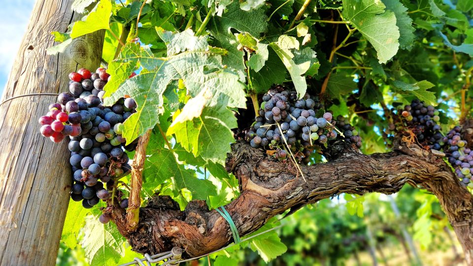 From Siena: Chianti Wine Tour With Lunch - Convenient Roundtrip Transportation