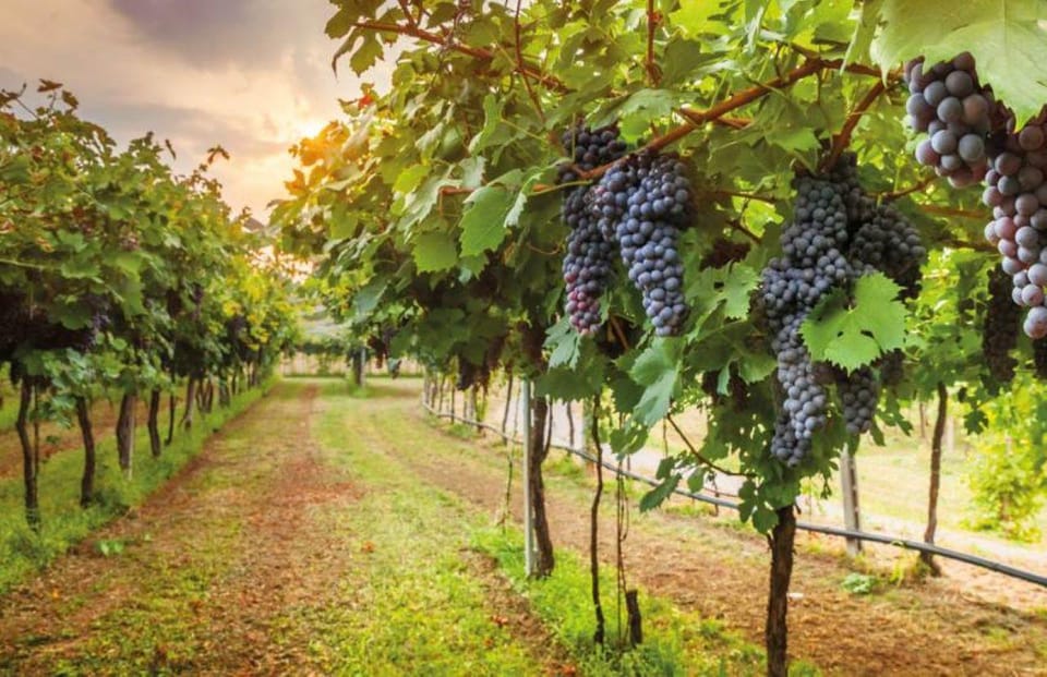 From Siena: San Gimignano, Chianti, and Montalcino Day Trip - The Review: Pros and Cons