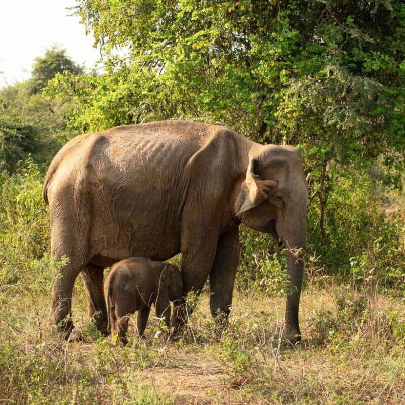 From Sigiriya : Hurulu Eco Park Safari : All Inclusive - An In-Depth Look at the Hurulu Eco Park Safari