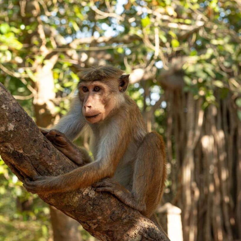 From Sigiriya : Hurulu Eco Park Safari : All Inclusive - FAQ