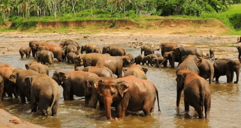 From Sigiriya: Kandy Trip with Elephant Orphanage Pinnawala - An In-Depth Look at the Tour Experience