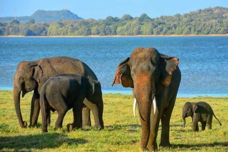 From Sigiriya : Kaudulla National Park Elephant Safari - Why This Safari Works Well for Different Travelers