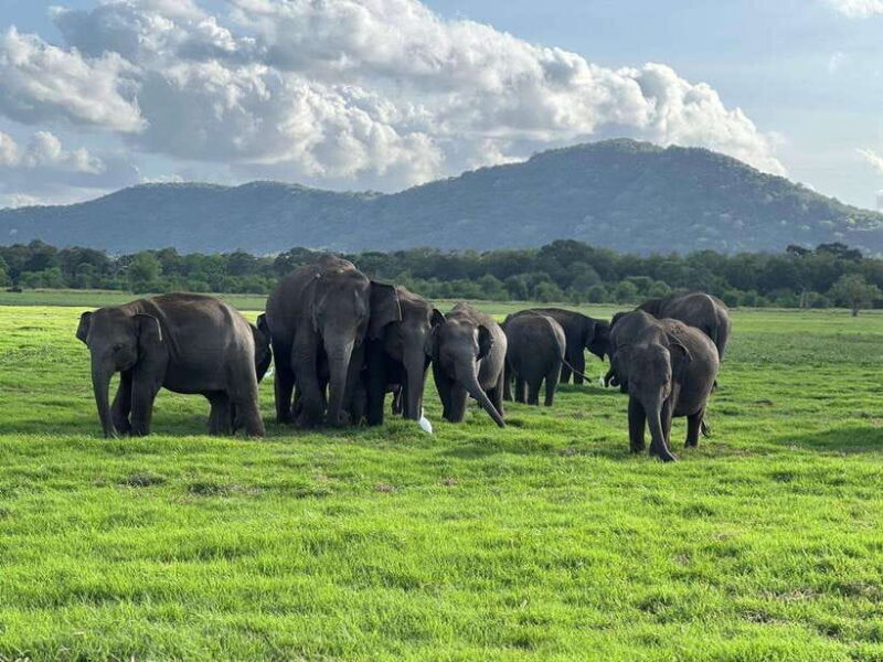 From Sigiriya: Kaudulla National Park Half-Day Jeep Safari - Key Points