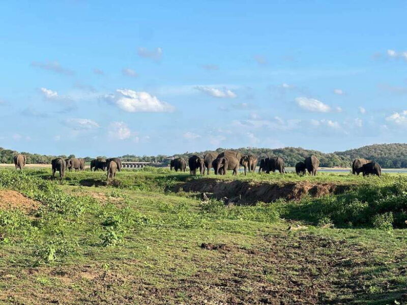 From Sigiriya: Kaudulla National Park Half-Day Jeep Safari - Practical Details for the Traveler