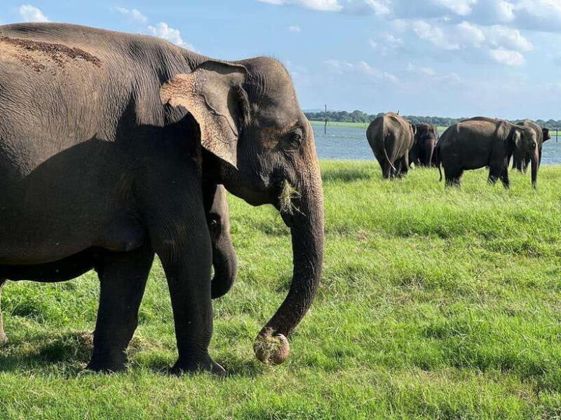 From Sigiriya: Kaudulla National Park Half-Day Jeep Safari - Final Thoughts: Who Should Consider This Safari?