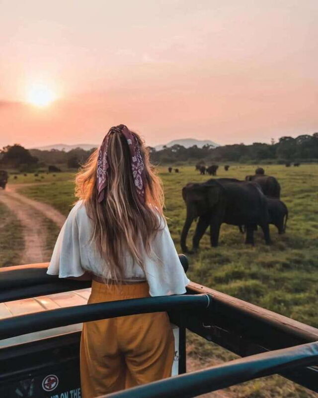 From Sigiriya: Minneriya National Park Elephant Safari - Exploring the Safari Experience: How It All Comes Together