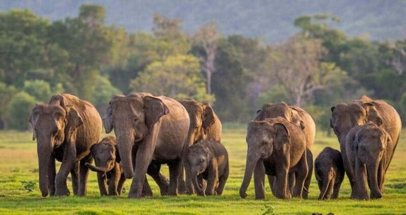 From Sigiriya: Minneriya National Park Elephant Safari - Who Will Love This Tour?