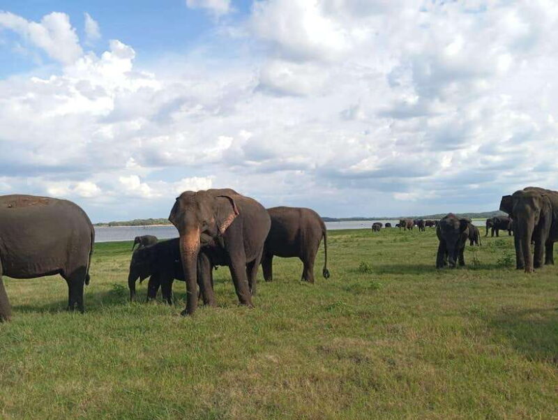 From Sigiriya: Minneriya National Park Half-Day Jeep Safari - Authentic Feedback from Travelers