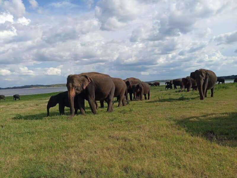 From Sigiriya: Minneriya National Park Half-Day Jeep Safari - Who Should Consider This Safari?