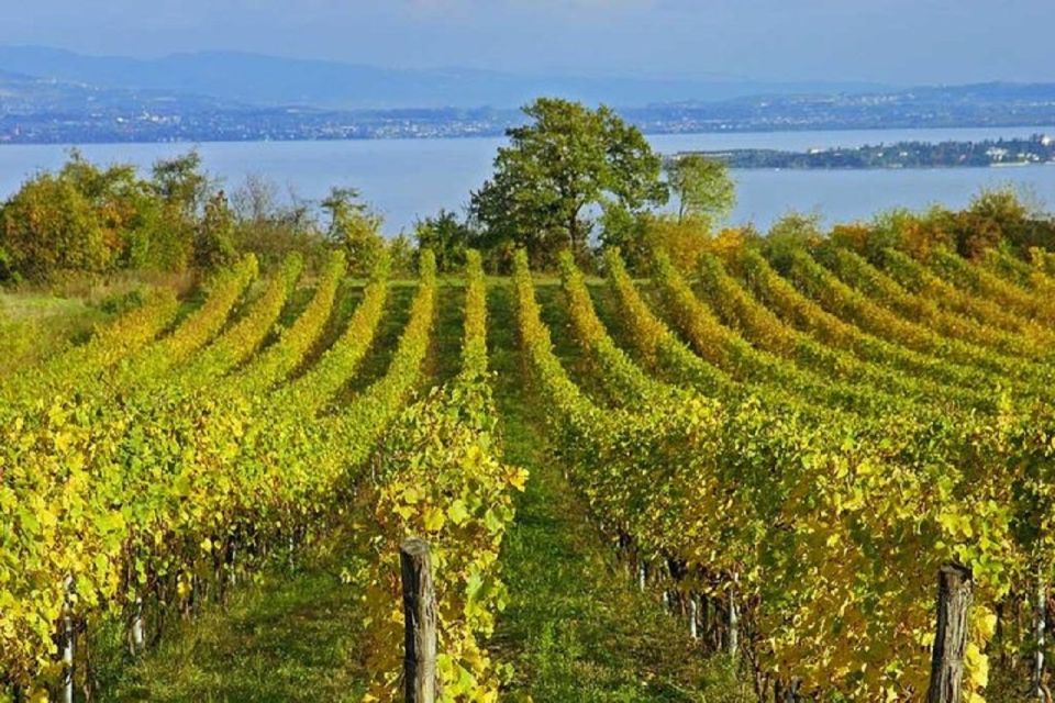 From Sirmione: Lugana Wine Tour - Sampling Regional Wines and Cuisine