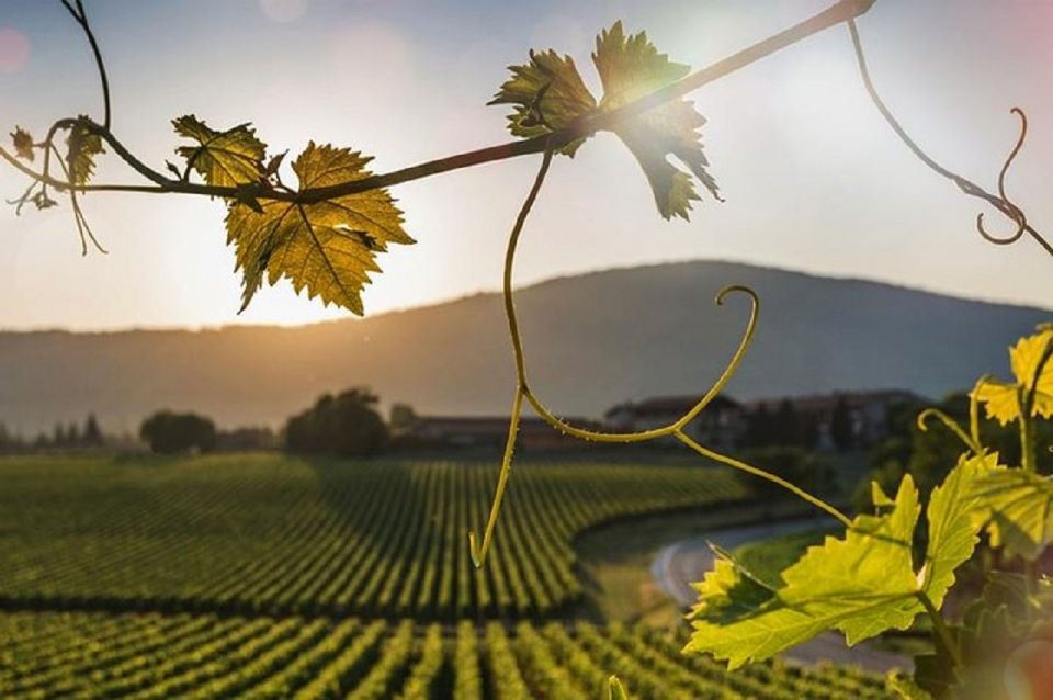 From Sirmione: Lugana Wine Tour - Availability and Reservation Information