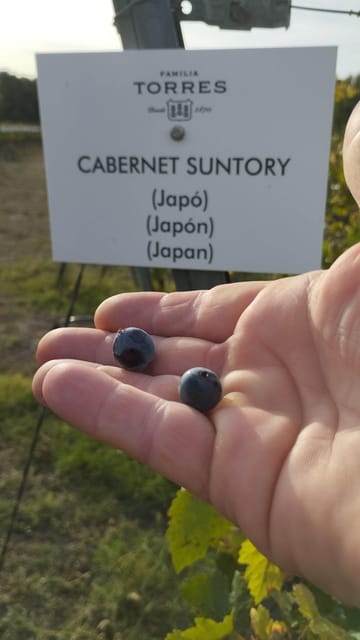 From Sitges: Wine Tasting at 2 Wineries, Snacks and Pickup - Winemaking Education