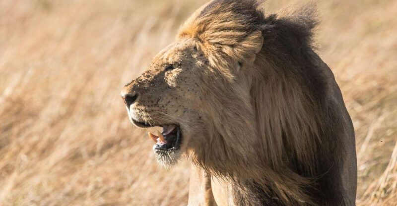 From South Africa: Lion and Safari Park Half-Day Tour - Good To Know
