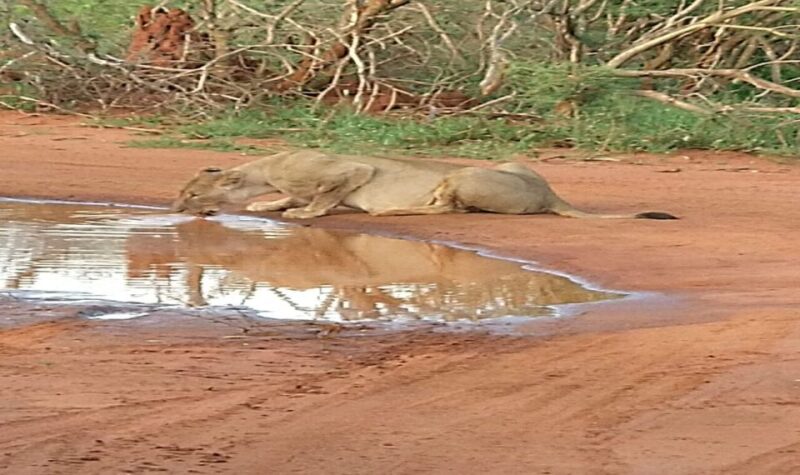 From South Africa: Lion and Safari Park Half-Day Tour - Itinerary Details