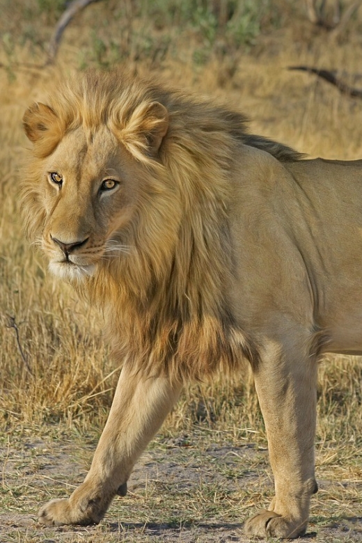 From South Africa: Lion and Safari Park Half-Day Tour - Lion and Safari Park