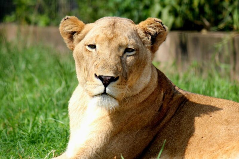 From South Africa: Lion and Safari Park Half-Day Tour - Guided Safari Tour