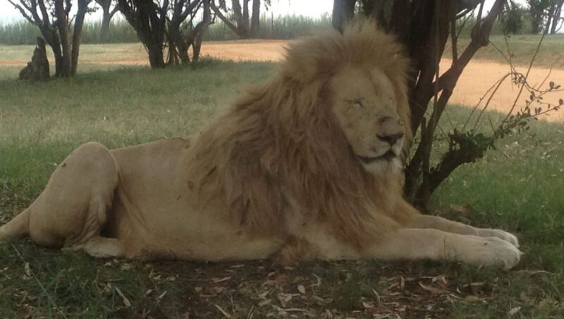 From South Africa: Lion and Safari Park Half-Day Tour - Lion Behavior and Feeding
