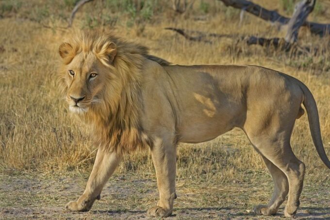 From South Africa: Lion and Safari Park Half-Day Tour - Wildlife Preservation and Education