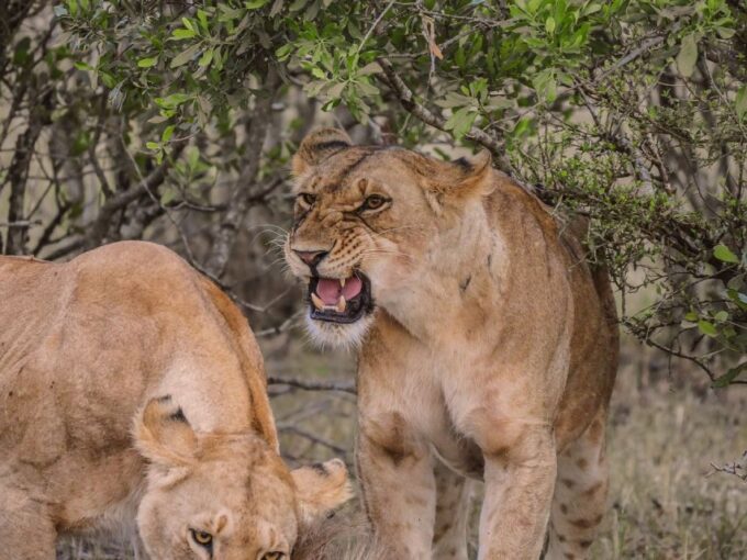 From South Africa: Lion and Safari Park Half-Day Tour - Inclusions and Exclusions