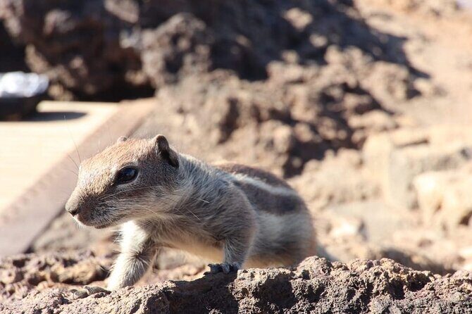 From South Fuerteventura 4x4 Tour Corralejo Dunes and El Cotillo - Transportation & Group Size