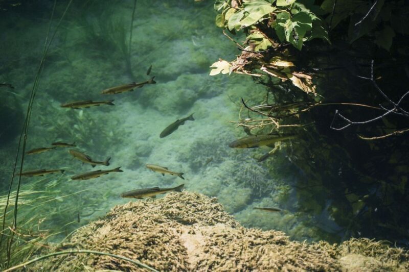 From Split: Krka Waterfalls, Food & Wine Tasting Tour - The Overall Value