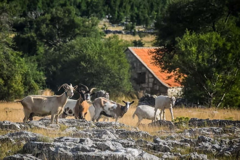 From Split: Private Guided ATV Tour with Lunch - Practical Considerations and Tips