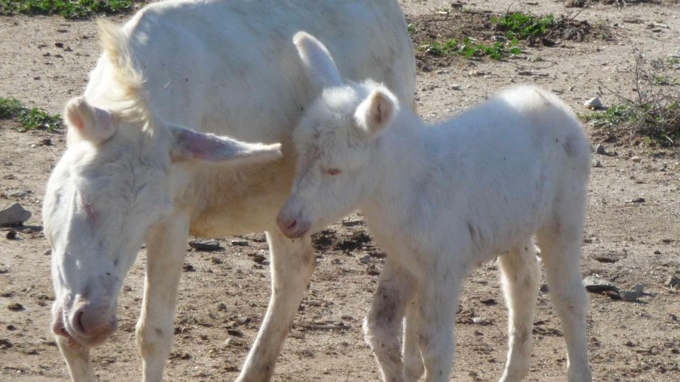 From Stintino: Day Trip by Minibus in Asinara National Park - Included Equipment