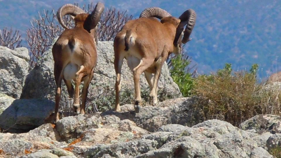 From Stintino: Day Trip by Minibus in Asinara National Park - Frequently Asked Questions