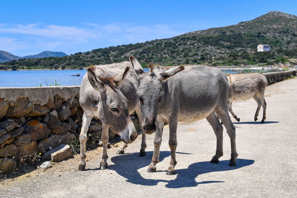 From Stintino: Vintage Sailboat Tour to Asinara With Lunch - Itinerary for the Day