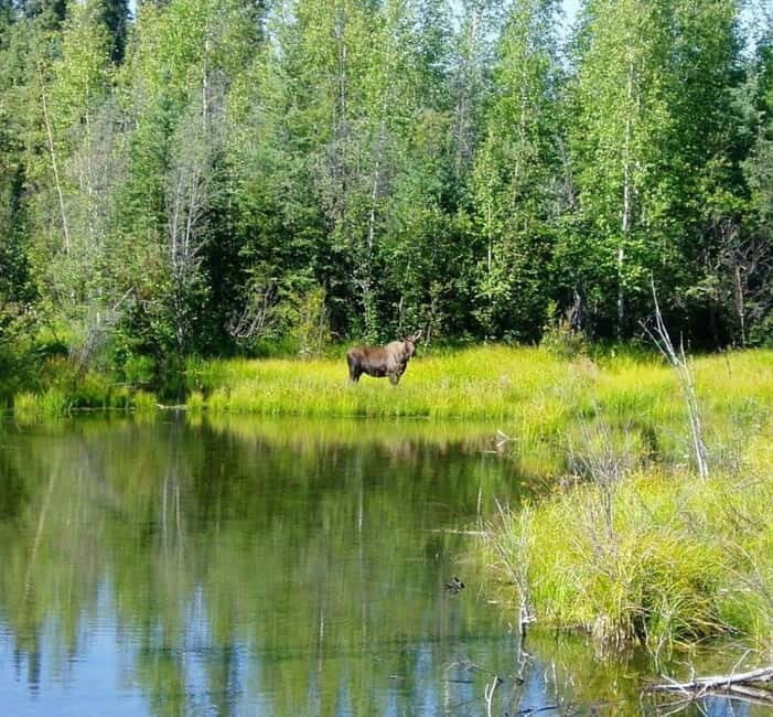 From Stockholm: Moose & Wildlife Safari with Campfire Dinner - What’s Included and How It Works
