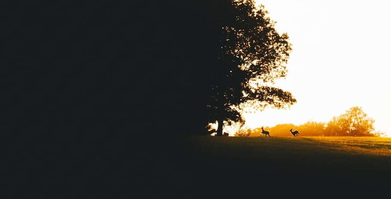 From Stockholm: Moose & Wildlife Safari with Campfire Dinner - Final Thoughts: Is It Worth It?
