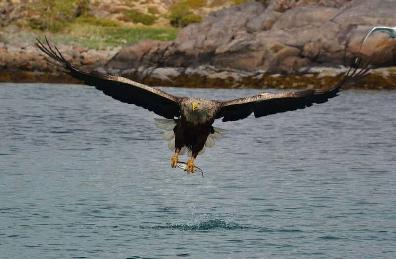 From Svolvær: Lofoten RIB Sea Eagle Safari Trollfjord Cruise - A Deep Dive into the Experience