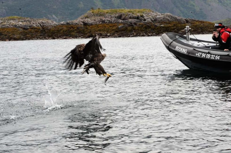 From Svolvær: RIB Boat Lofoten Trollfjord Sea Eagle Safari - Who Should Consider This Tour