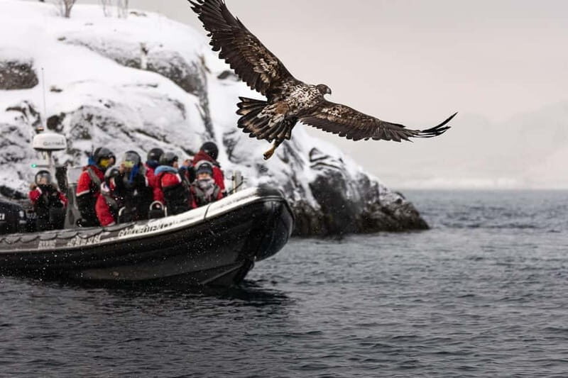 From Svolvær: RIB Boat Lofoten Trollfjord Sea Eagle Safari - Final Thoughts: Is It Worth It?