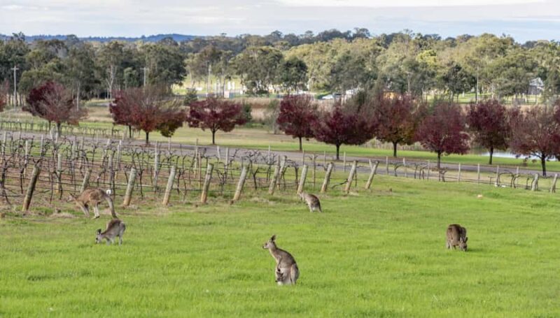 From Sydney: All Inclusive Boutique Hunter Valley Wine Tour - The Experience: What Travelers Say