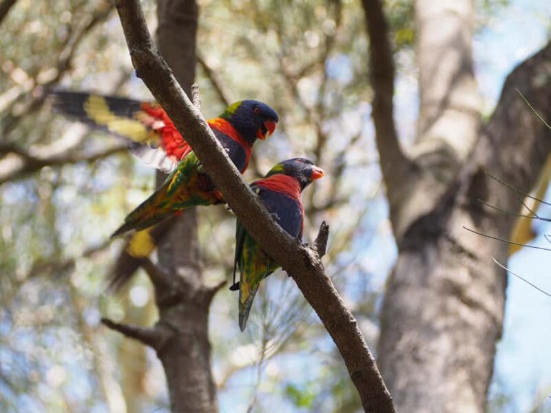 From Sydney: Australian Wildlife Safari with Lunch & Dinner - An In-Depth Look at the Wildlife Safari Experience