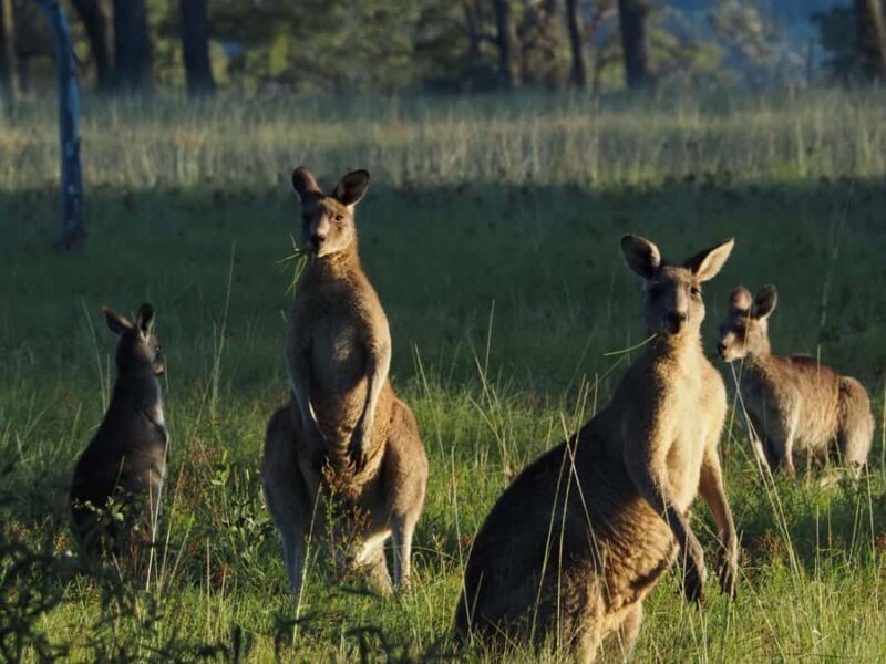 From Sydney: Australian Wildlife Safari with Lunch & Dinner - Who Should Consider This Tour?