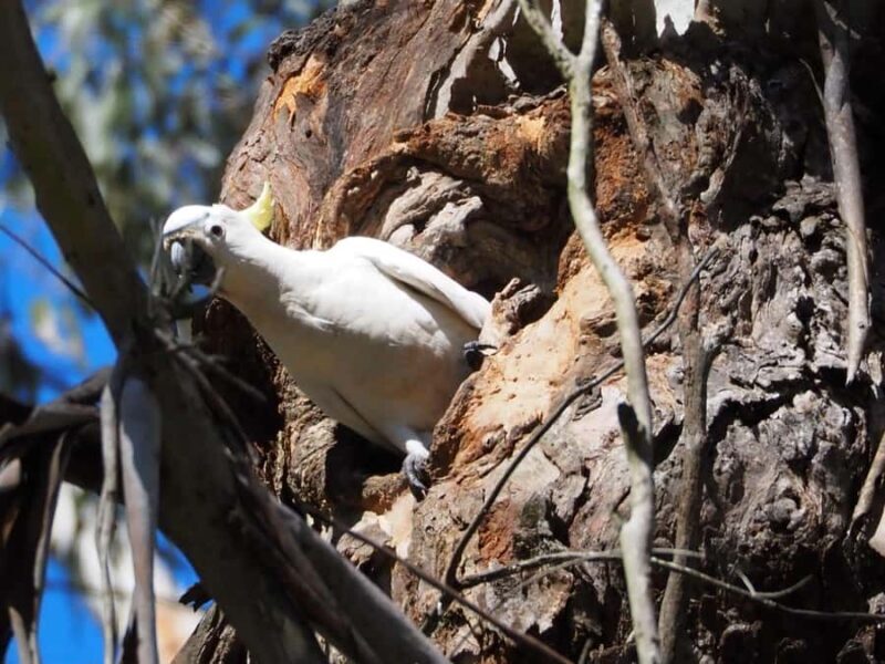 From Sydney: Australian Wildlife Safari with Lunch & Dinner - FAQ