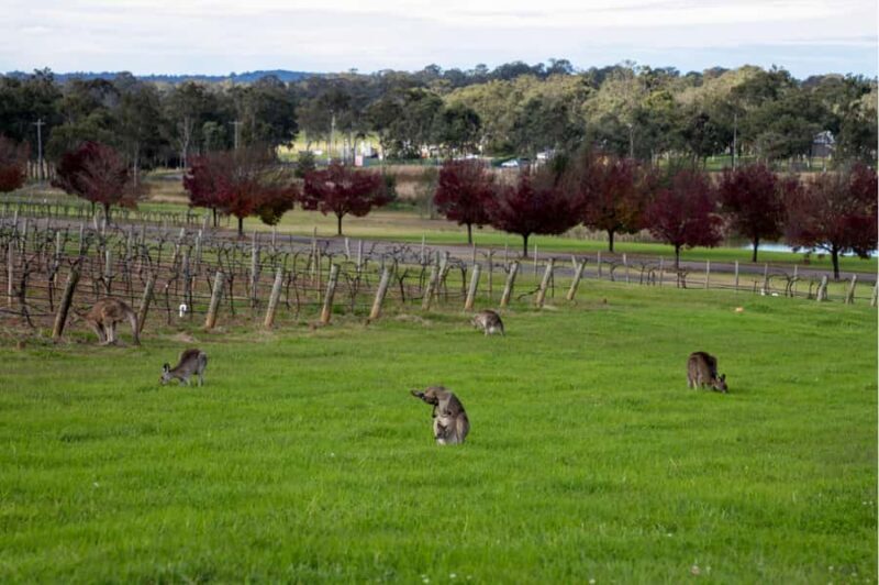 From Sydney: Award-Winning Hunter Valley Wine & Cheese Tour - Practical Details and What to Expect
