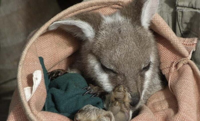 From Sydney: Blue Mountains Bushwalks & Featherdale Tour - An Honest Look at the Itinerary and What You’ll Experience