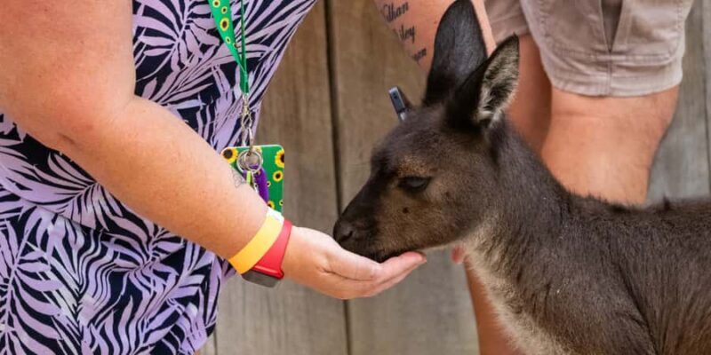 From Sydney: Blue Mountains, Scenic Railway, & Sydney Zoo - Wildlife Encounters at Sydney Zoo